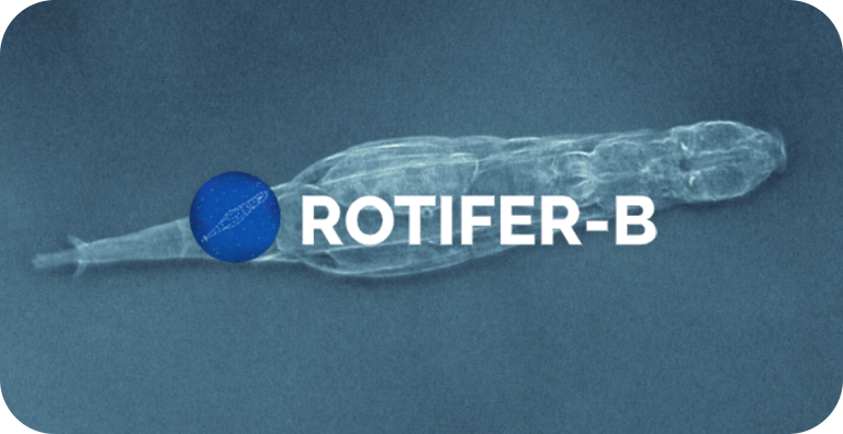 Rotifer